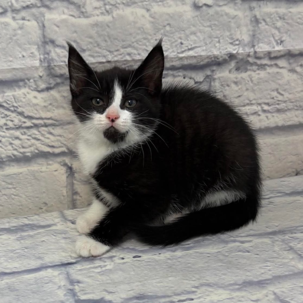Oreo