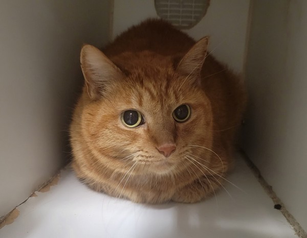 Harvey