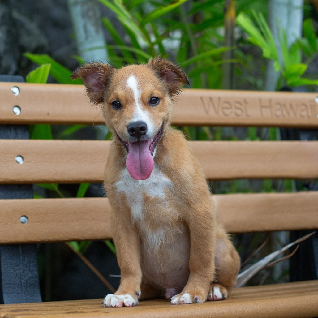 Koda