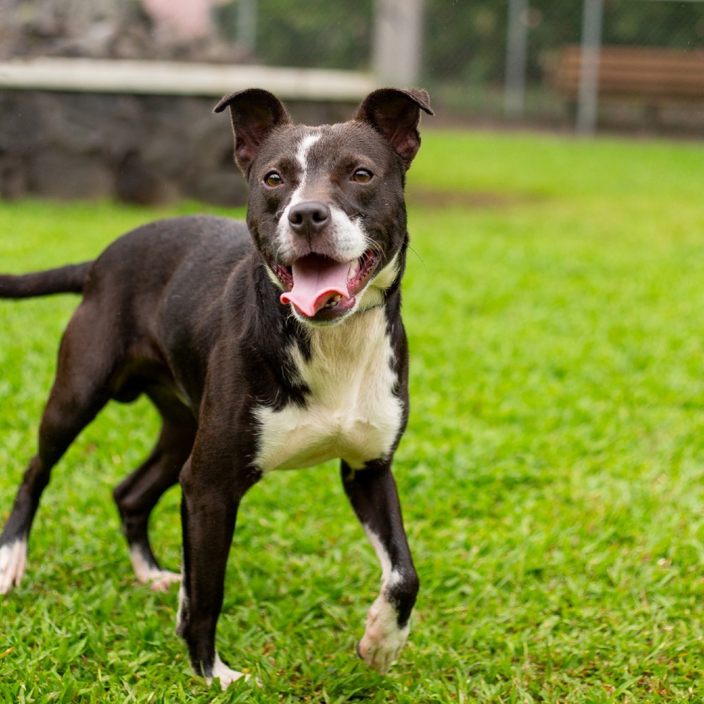 Winston, an adoptable Mixed Breed in Kailua Kona, HI, 96740 | Photo Image 1