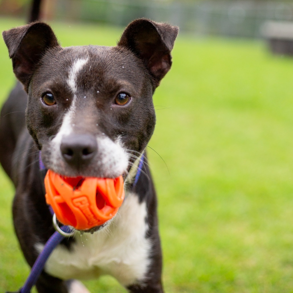 Winston, an adoptable Mixed Breed in Kailua Kona, HI, 96740 | Photo Image 4