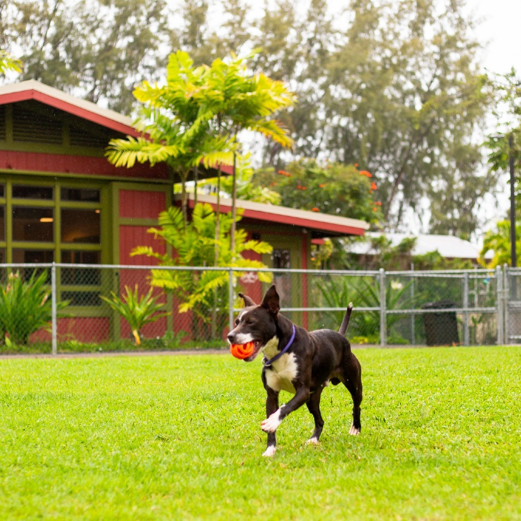 Winston, an adoptable Mixed Breed in Kailua Kona, HI, 96740 | Photo Image 5