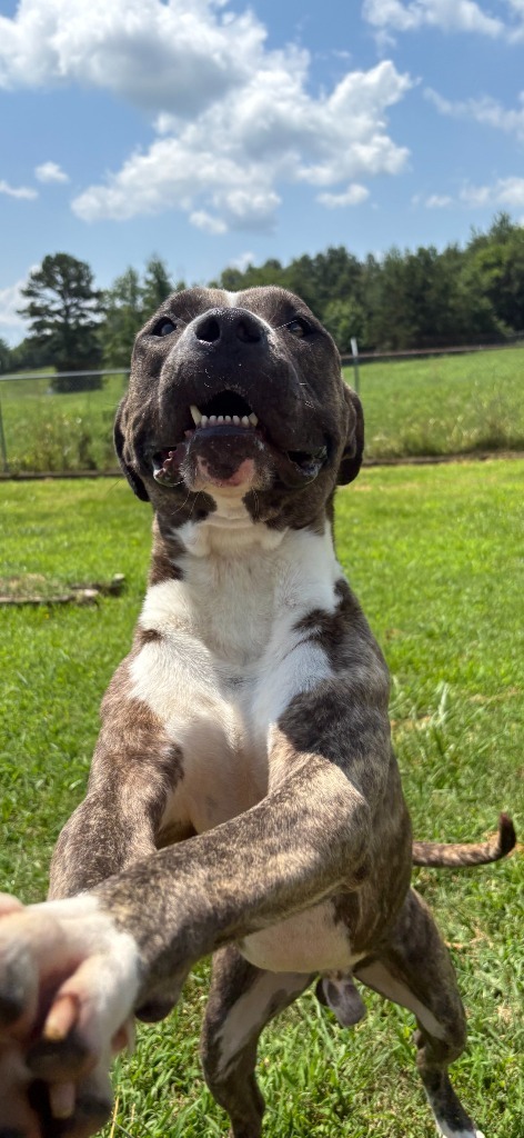 Spud-Adoptable Awaiting S/N