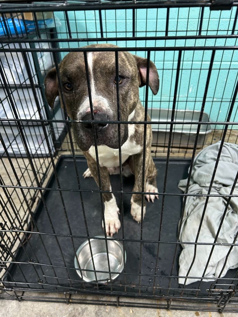 Spud-Adoptable Awaiting S/N