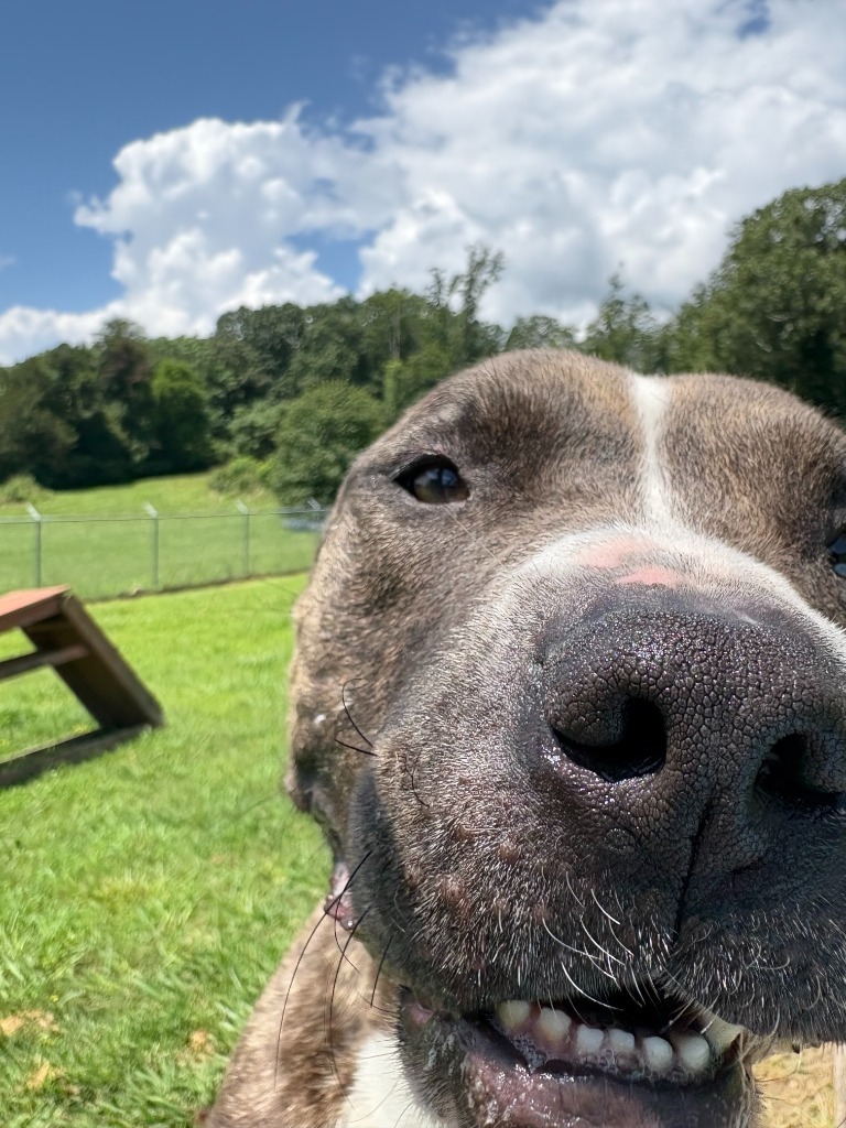 Spud-Adoptable Awaiting S/N
