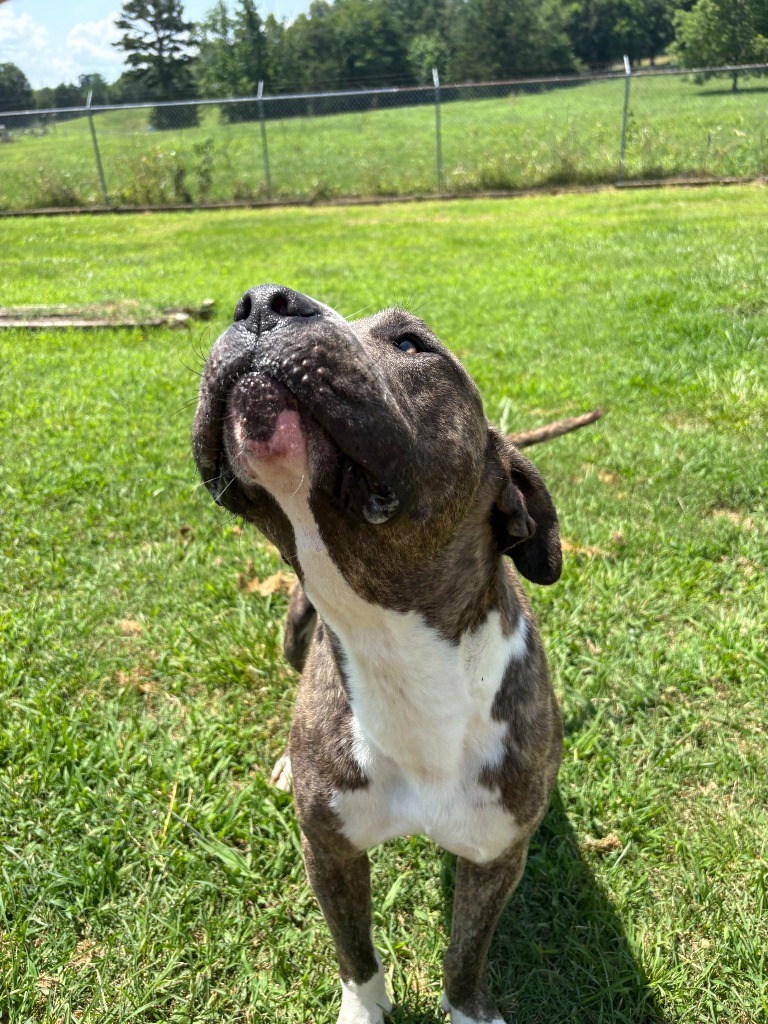 Spud-Adoptable Awaiting S/N