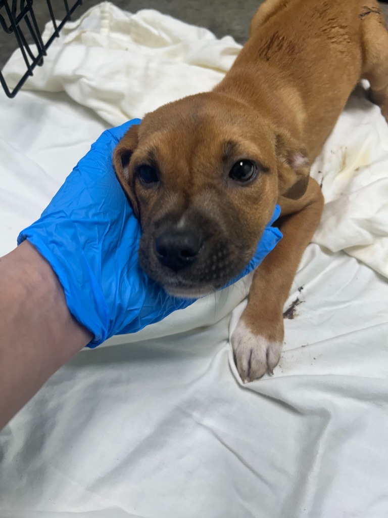 Marcie - Available awaiting S/N