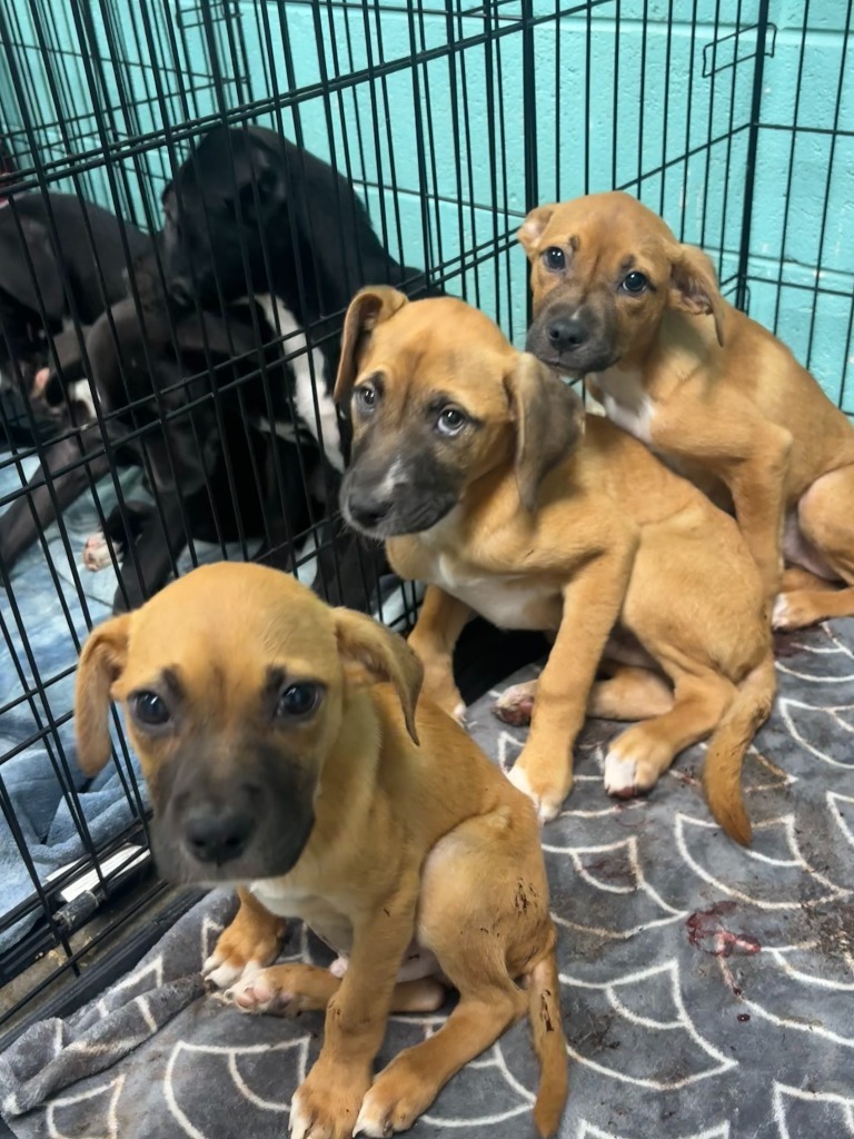 Marcie - Available awaiting S/N