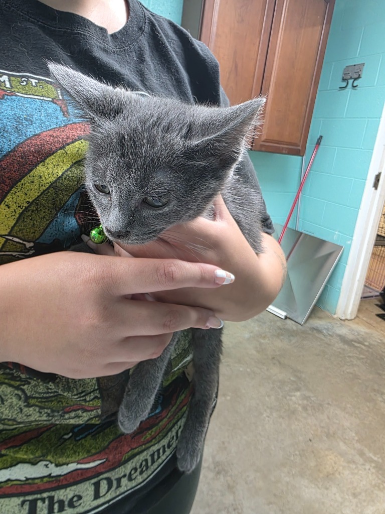 Noah-Adoptable Green Collar