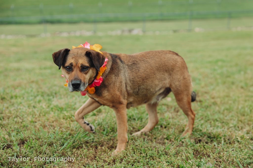 Girlie Pop - Adoptable Awaiting S/N