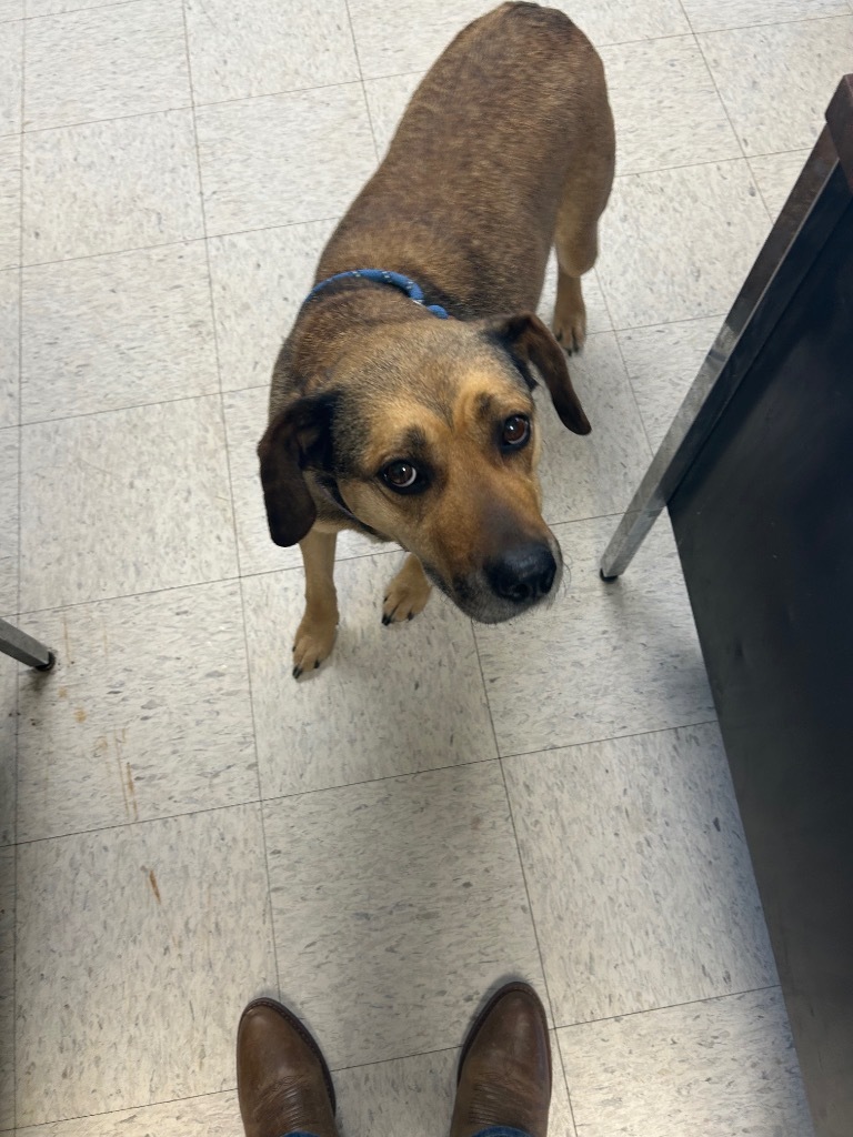 Girlie Pop - Adoptable Awaiting S/N