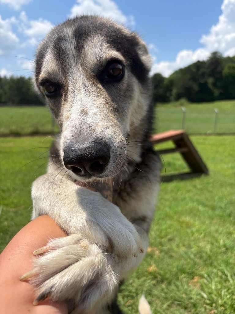 Justice - Adoptable Awaiting S/N