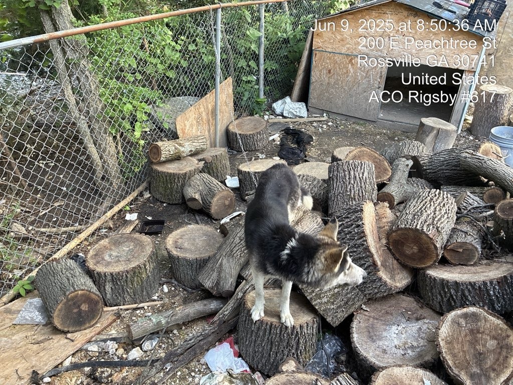 Justice - Adoptable Awaiting S/N