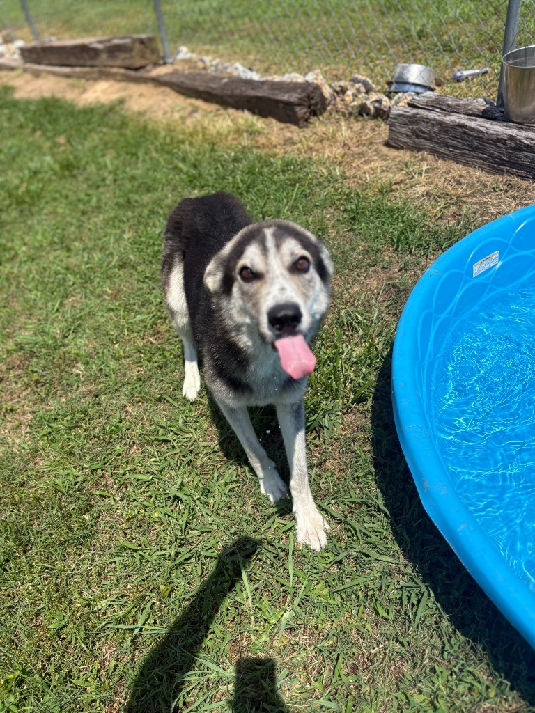 Justice - Adoptable Awaiting S/N