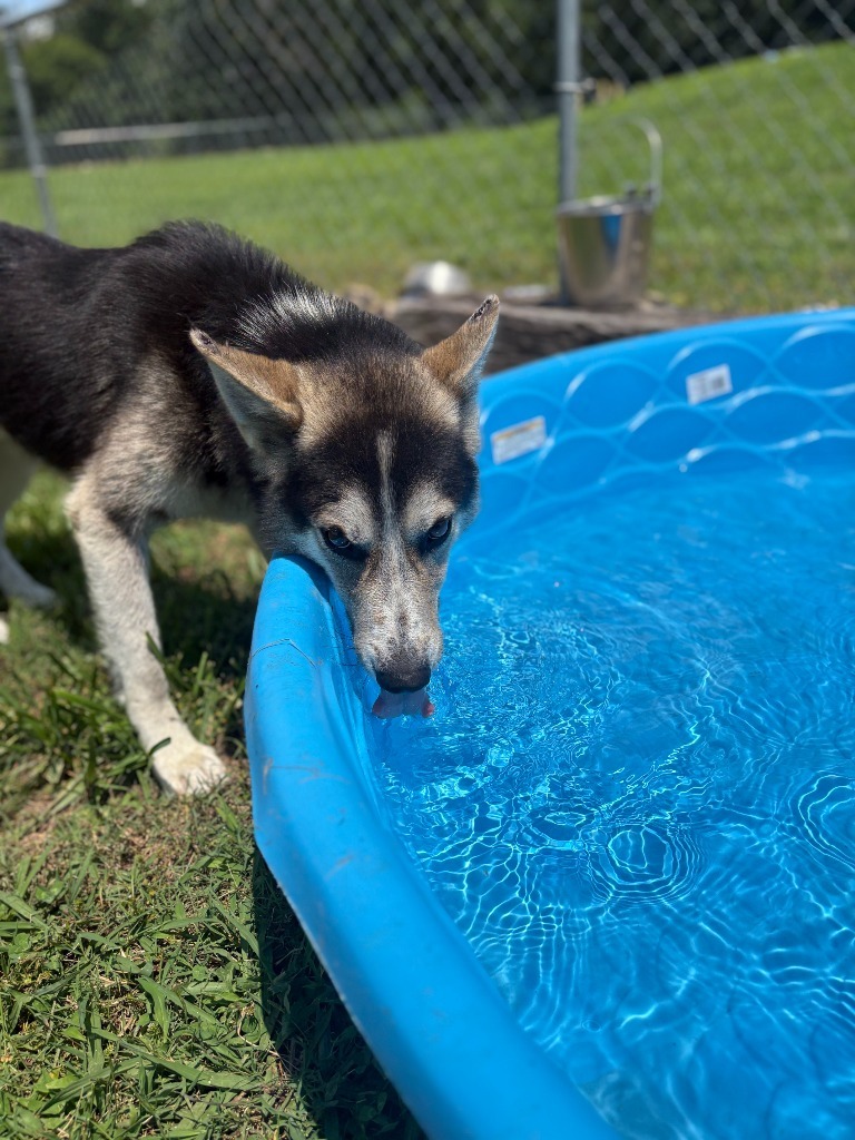 Justice - Adoptable Awaiting S/N