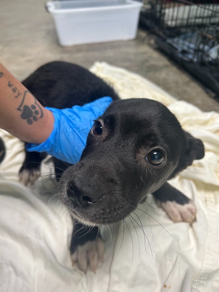 Morty - Available awaiting S/N