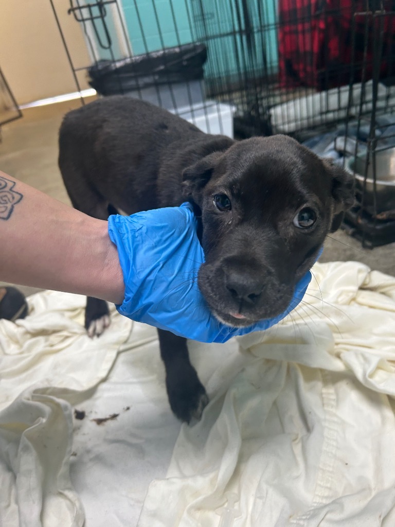 Ruth - Available awaiting S/N