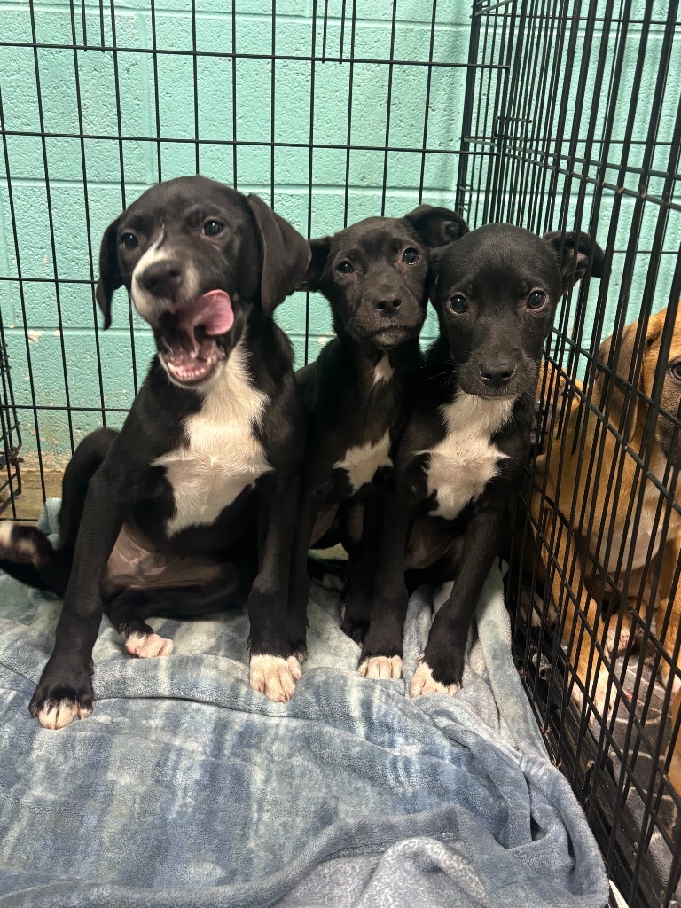 Ruth - Available awaiting S/N