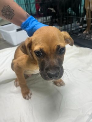 Mark - Available awaiting S/N, Baby Male Mixed Breed