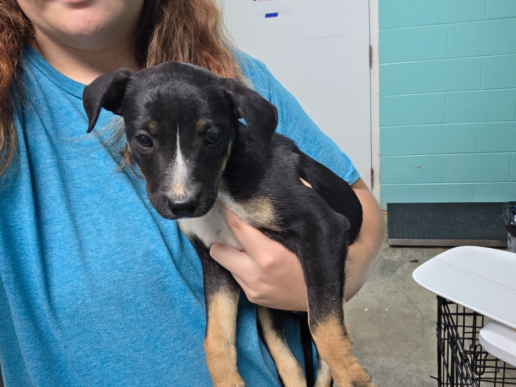 Sponge-Adoptable Awaiting S/N