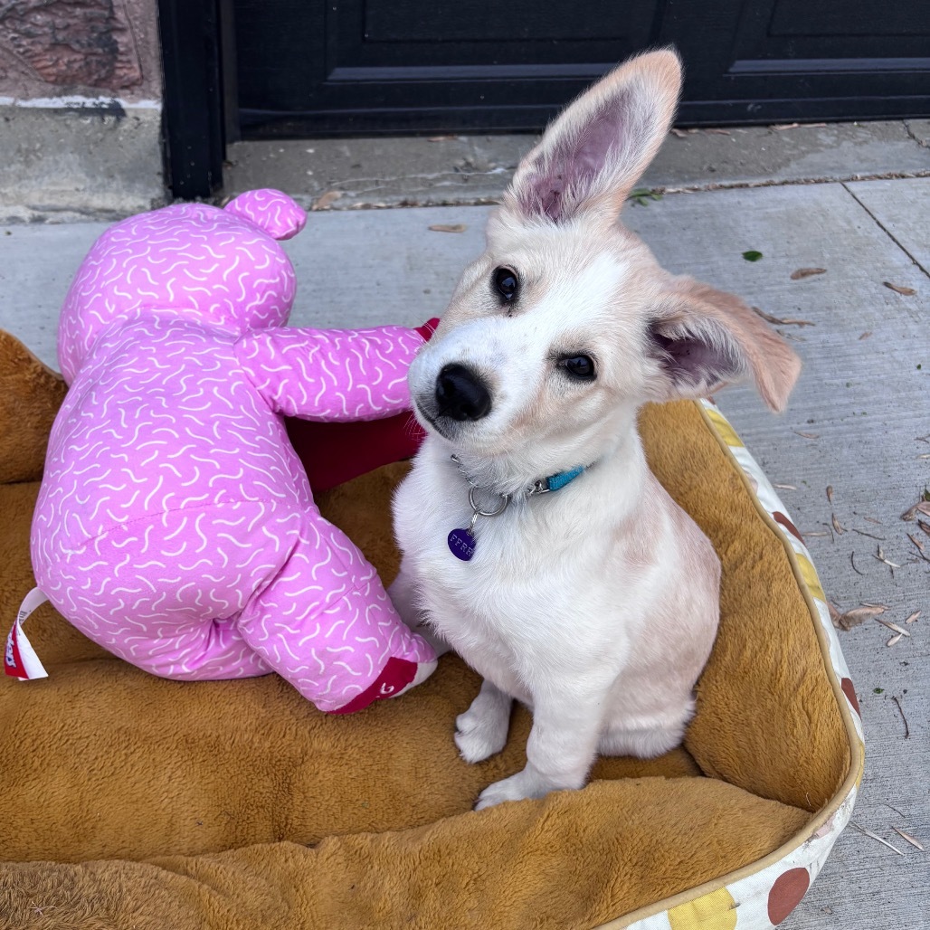 Destiny, an adoptable Mixed Breed in Bismarck, ND, 58507 | Photo Image 1