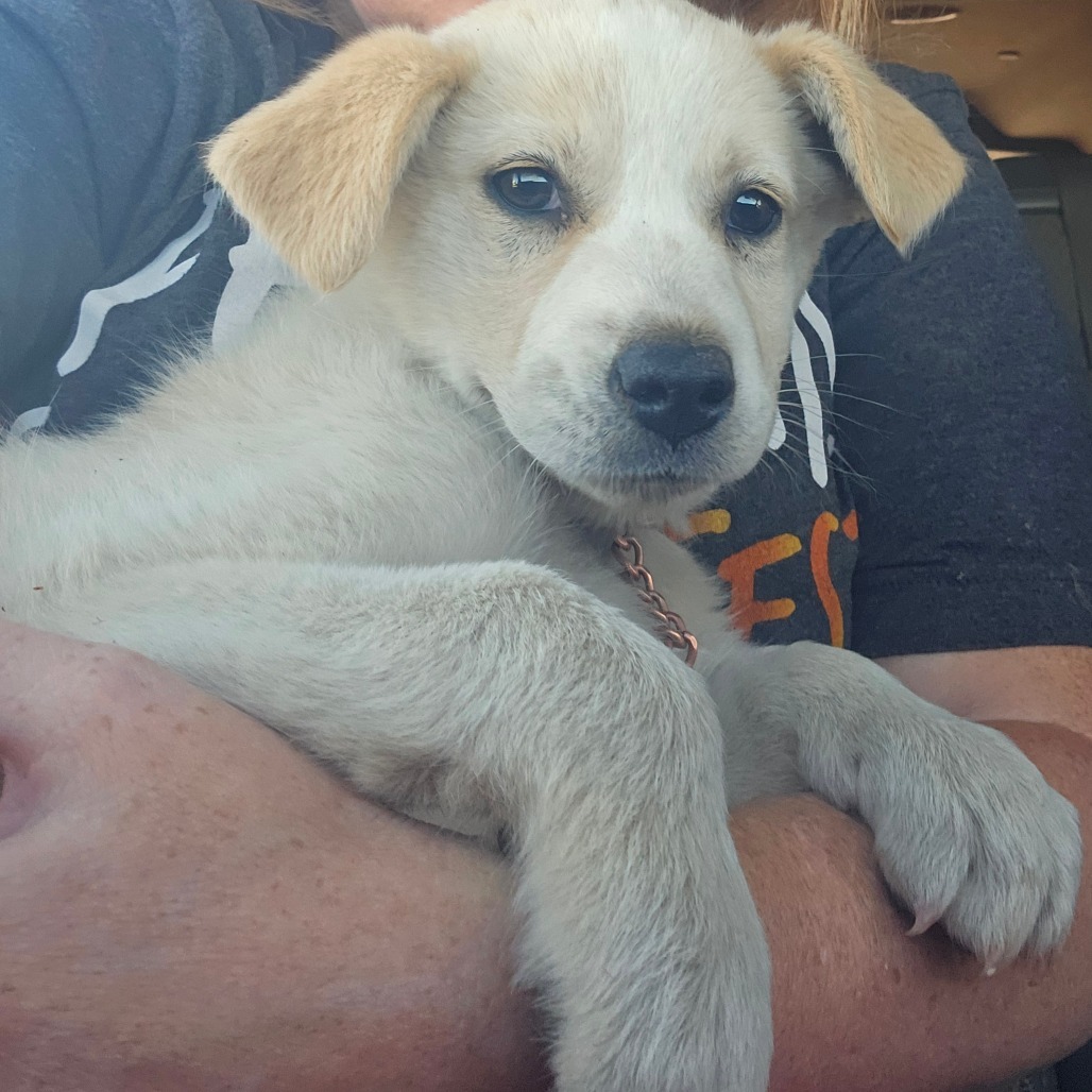 Destiny, an adoptable Mixed Breed in Bismarck, ND, 58507 | Photo Image 2
