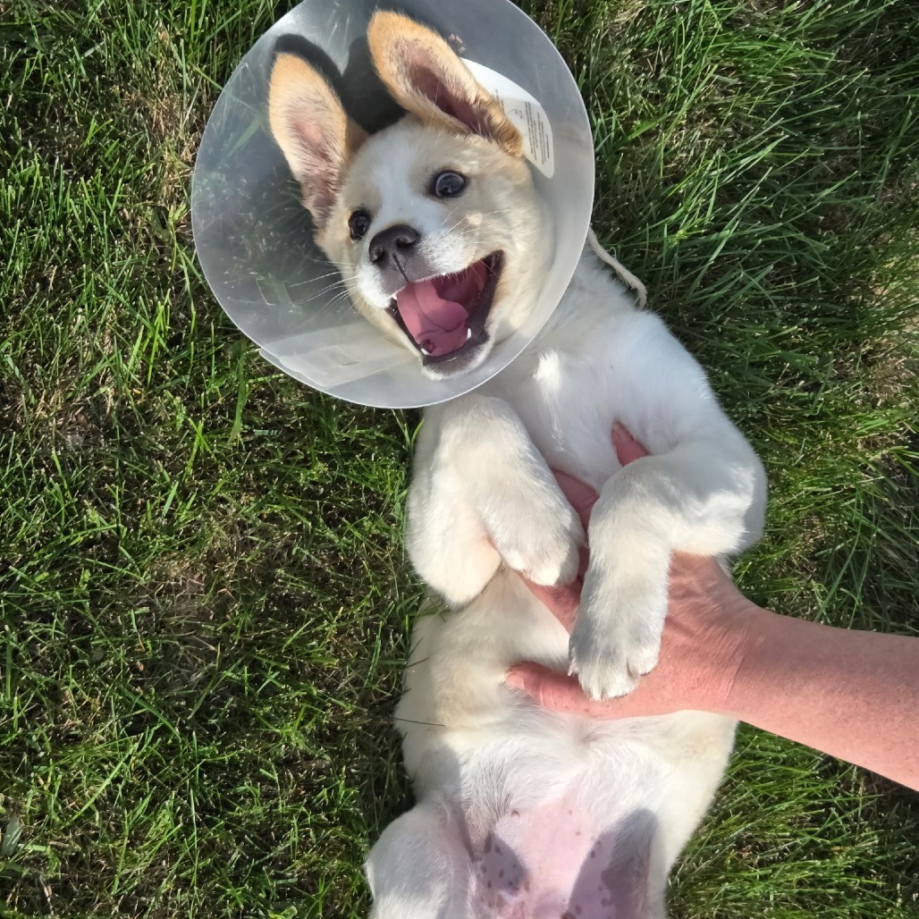 Destiny, an adoptable Mixed Breed in Bismarck, ND, 58507 | Photo Image 5