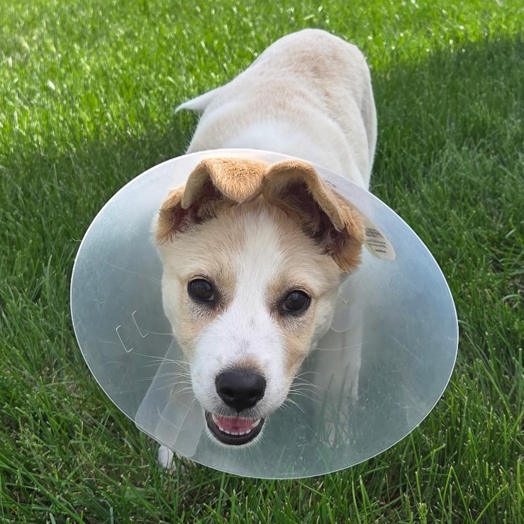 Destiny, an adoptable Mixed Breed in Bismarck, ND, 58507 | Photo Image 6