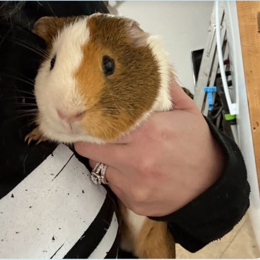 Toast