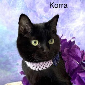 Korra, Adult Female Manx