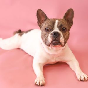 Dior, Adult Female French Bulldog