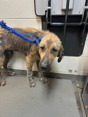 SCRAGGLES, Young Male Mixed Breed