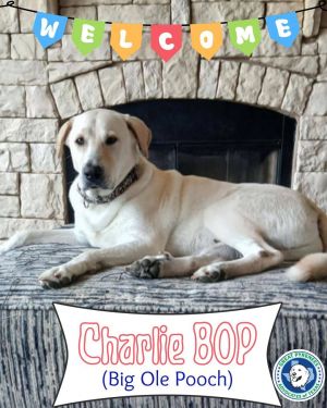 Charlie BOP (Big Ole Pooch!), Adult Male Great Pyrenees
