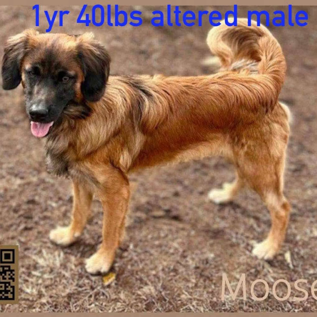 Moose
