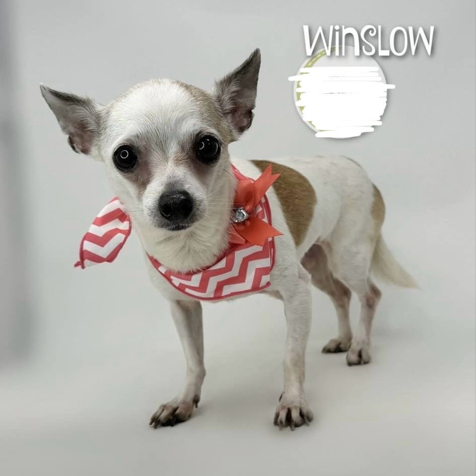 Winslow
