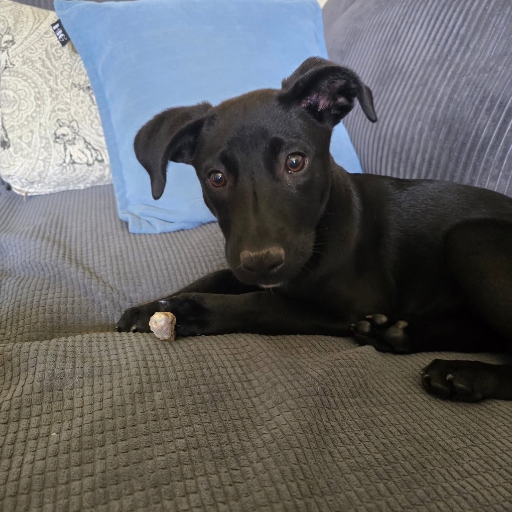 Wiggle