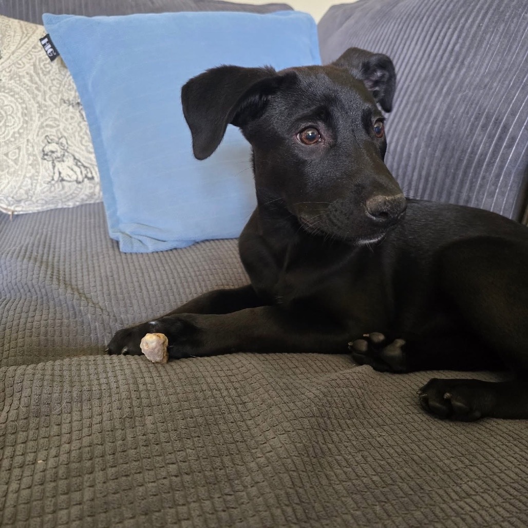 Wiggle