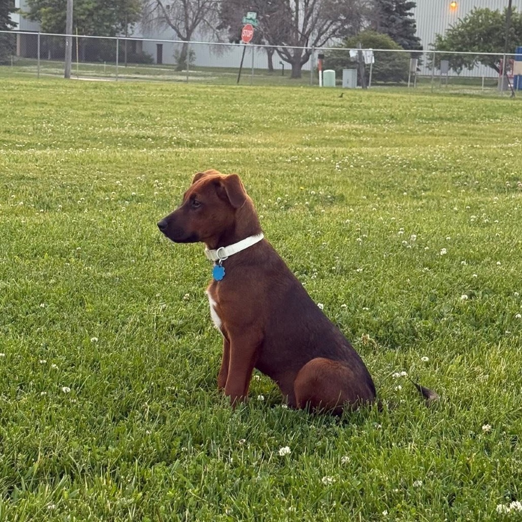 Harper