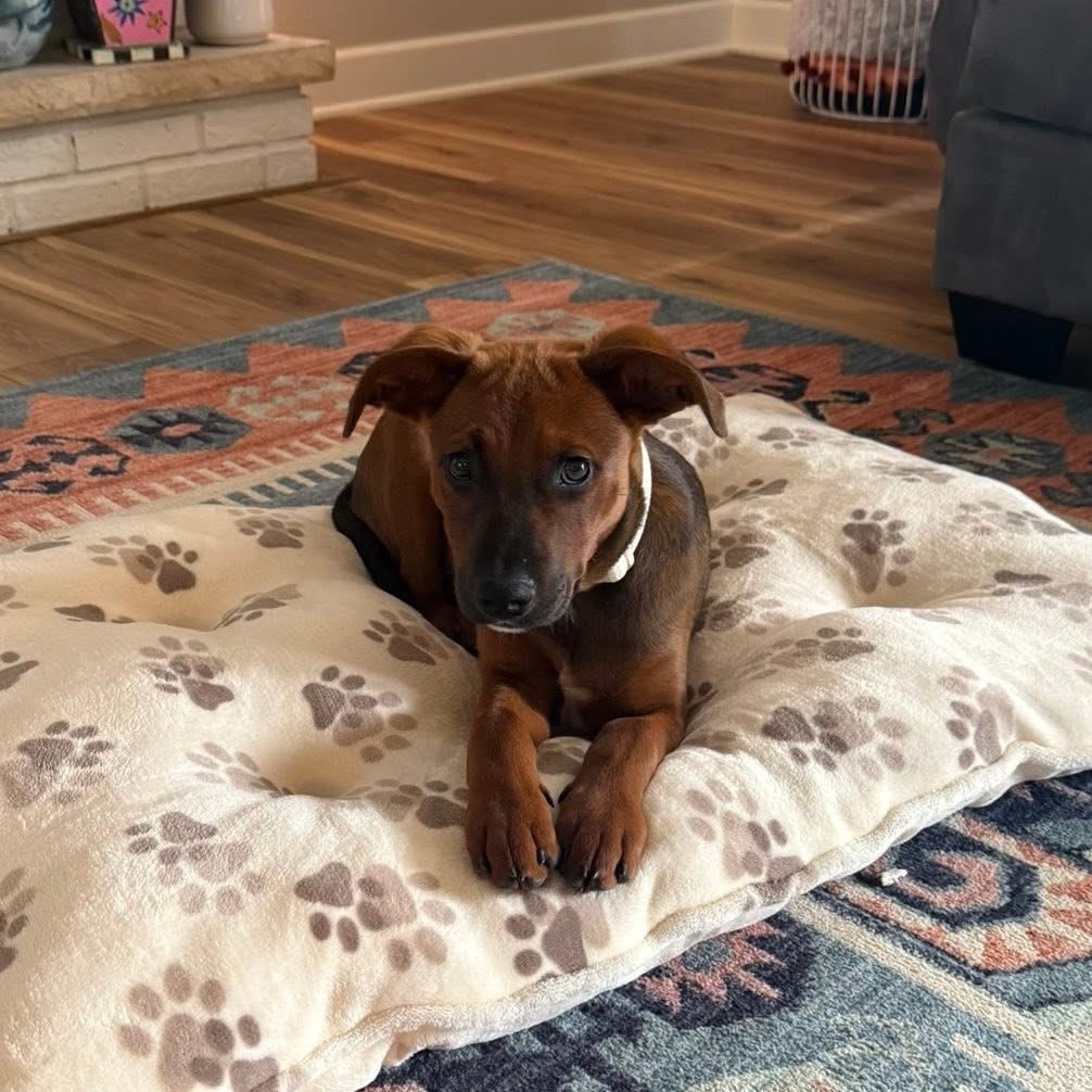 Harper