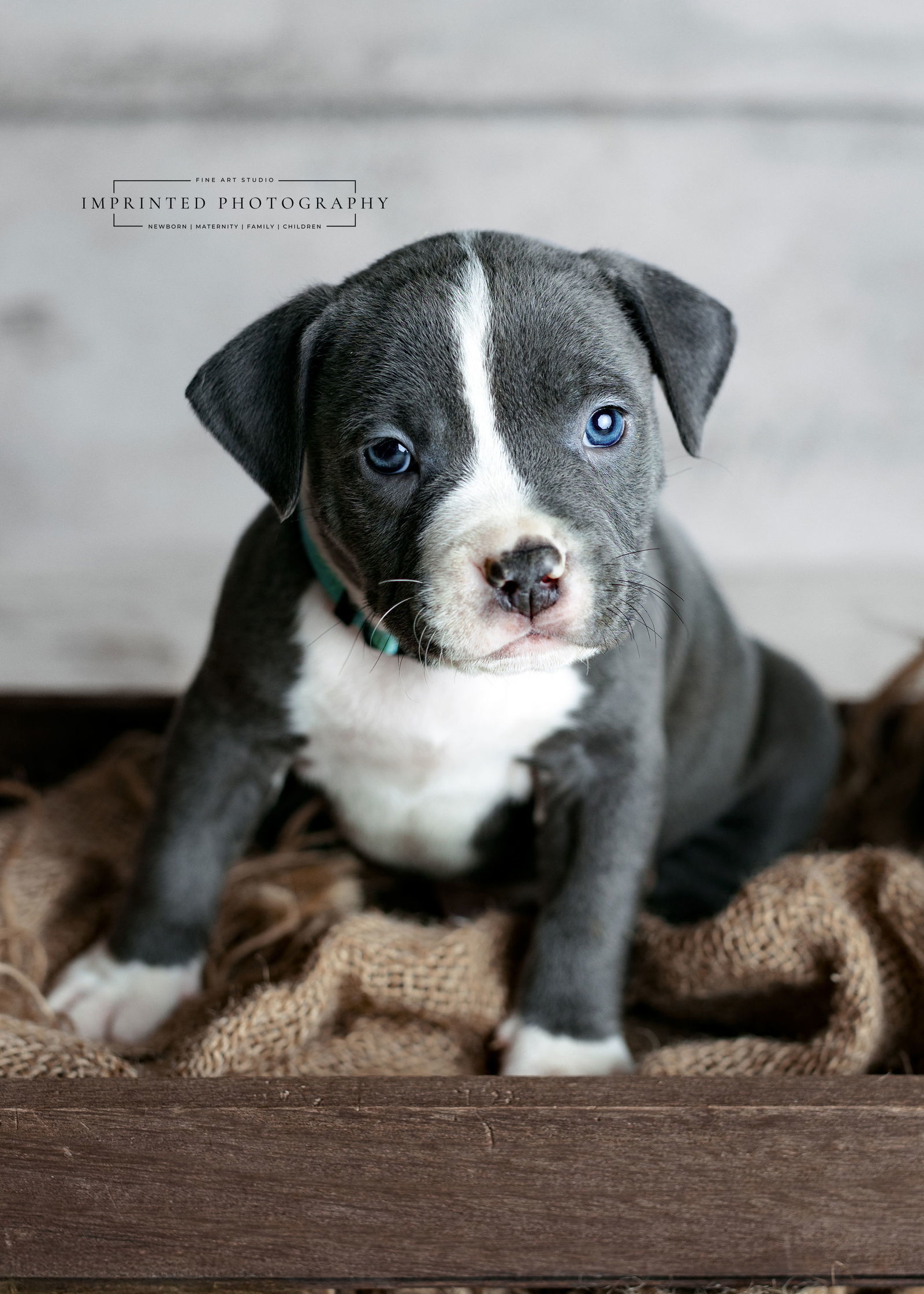 Country Music Litter - Walker (puppy)