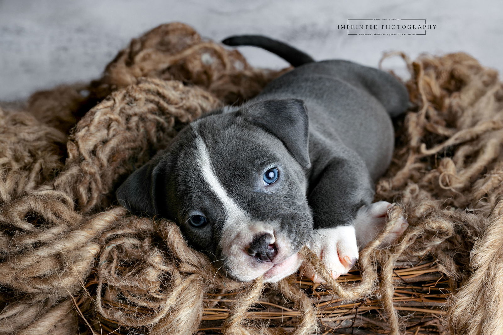 Country Music Litter - Walker (puppy)