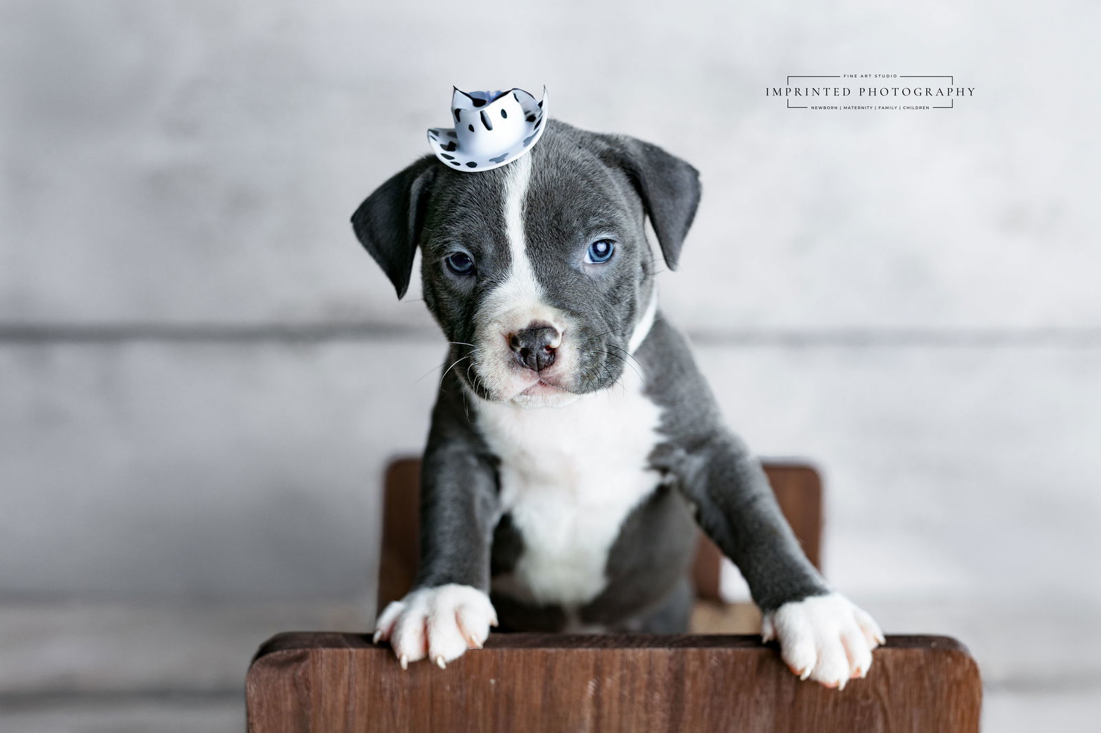 Country Music Litter - Walker (puppy)