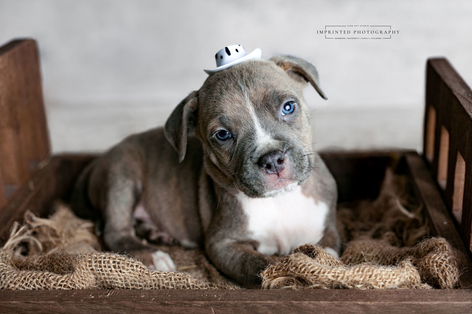 Country Music Litter - Shaboozey (puppy)