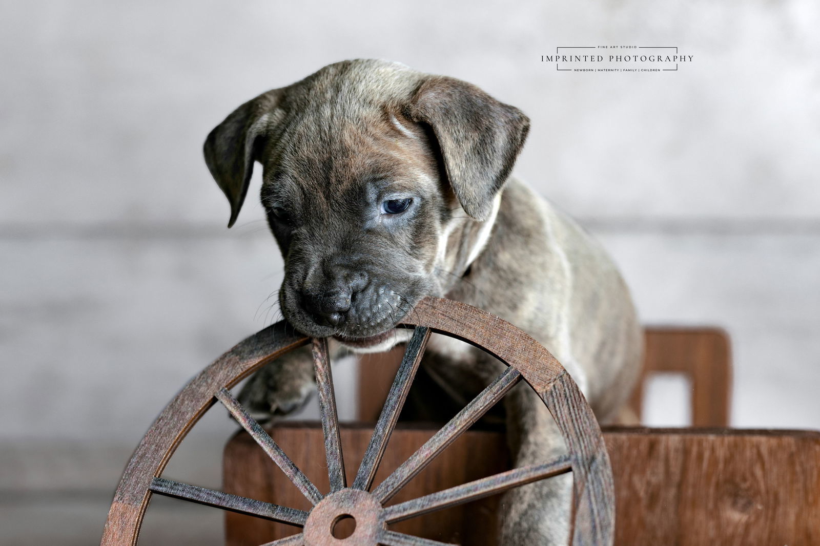 Country Music Litter - Shaboozey (puppy)
