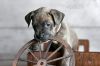 Country Music Litter - Shaboozey (puppy) photo 2