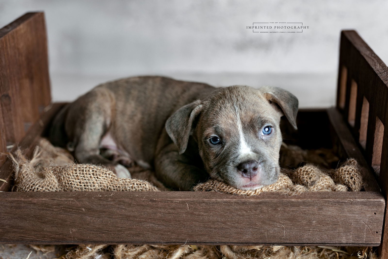 Country Music Litter - Shaboozey (puppy)