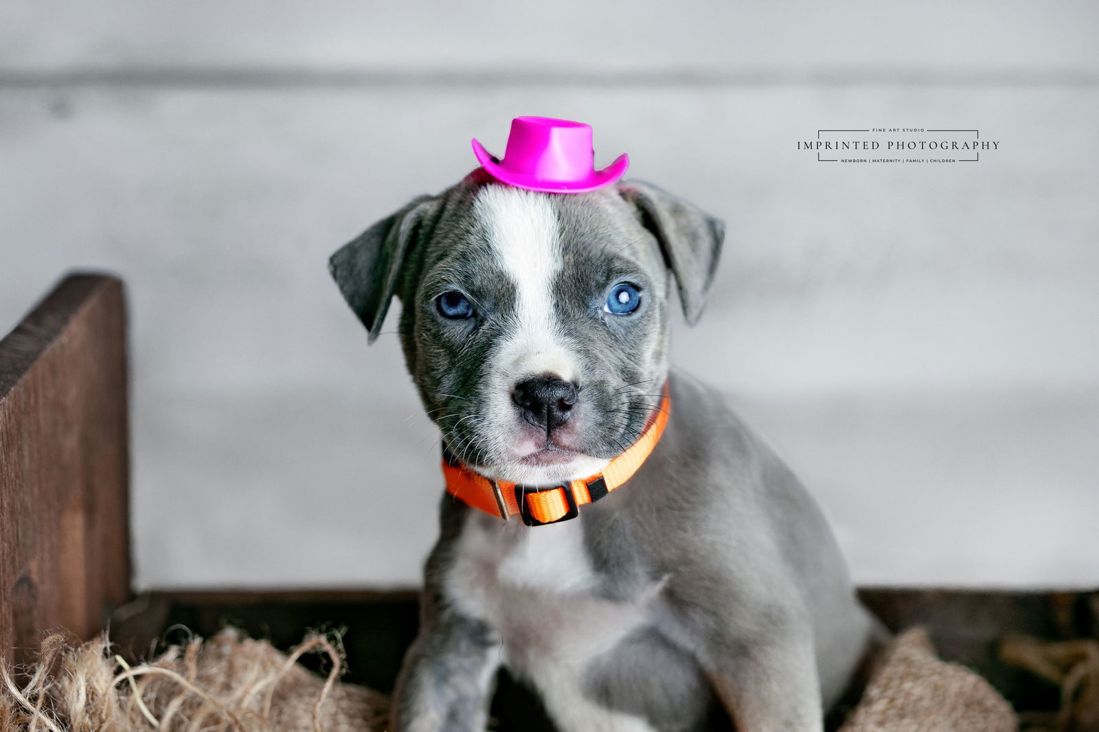 Country Music Litter - Carly (puppy)