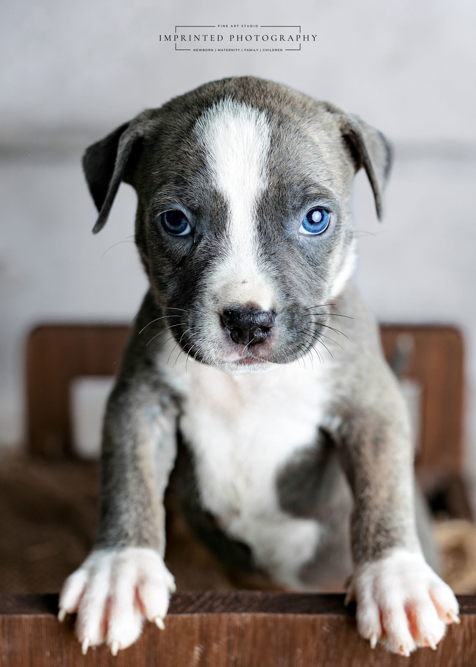 Country Music Litter - Carly (puppy)