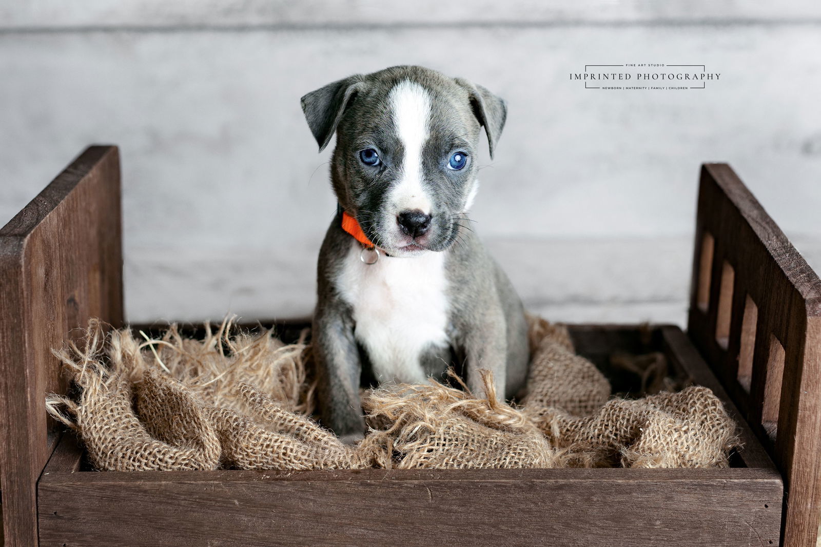 Country Music Litter - Carly (puppy)