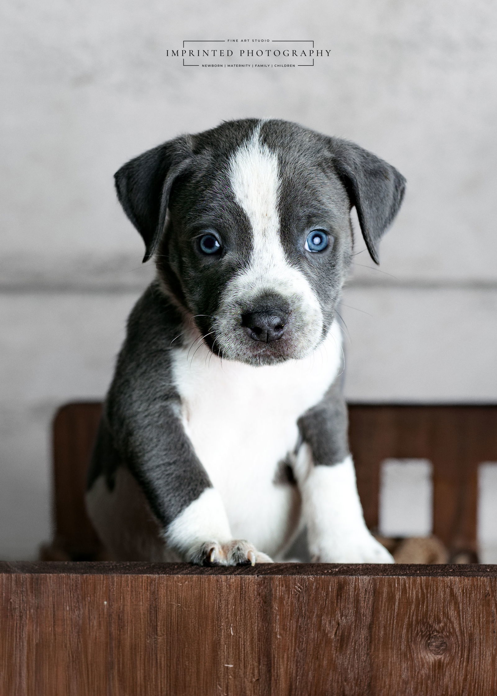 Country Music Litter - Luke (puppy)